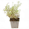 Népéta xfaassenii 20cm Godet 9cm - Nepeta