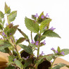 Népéta xfaassenii 20cm Godet 9cm - Nepeta