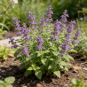 Népéta xfaassenii 20cm Godet 9cm - Nepeta