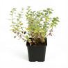 Népéta mussinii 20cm Godet 9cm - Nepeta