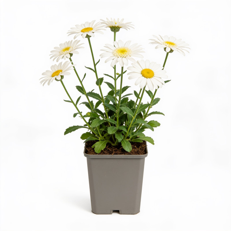 Marguerite Wirral Supreme 20cm Godet 9cm - Leucanthemum
