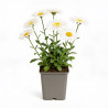 Marguerite Wirral Supreme 20cm Godet 9cm - Leucanthemum