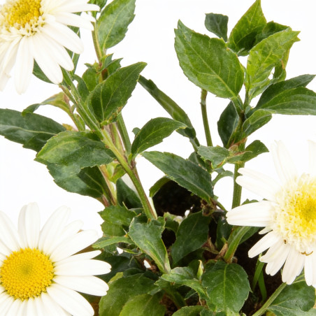 Marguerite Wirral Supreme 20cm Godet 9cm - Leucanthemum