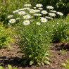 Marguerite Wirral Supreme 20cm Godet 9cm - Leucanthemum