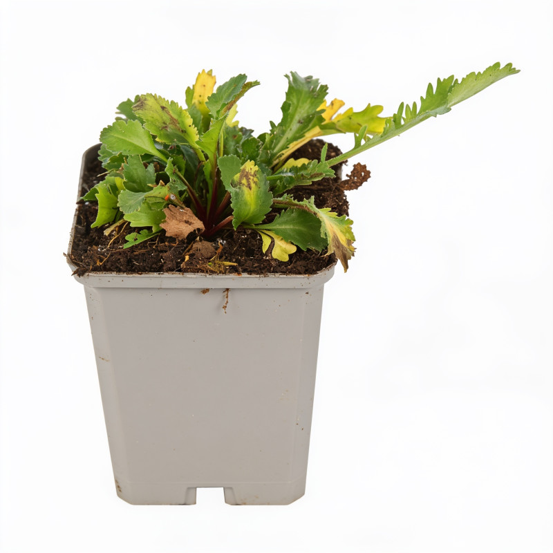 Marguerite vulgare 20cm Godet 9cm - Leucanthemum