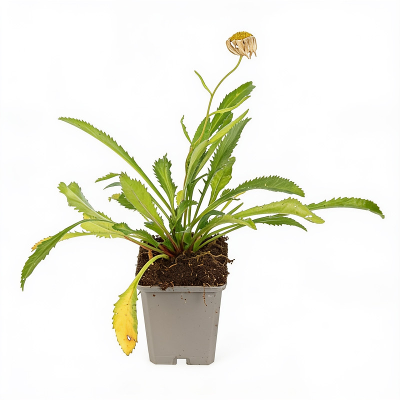 Marguerite Silberprinzesschen 20cm Godet 9cm - Leucanthemum