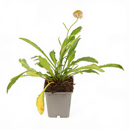 Marguerite Silberprinzesschen 20cm Godet 9cm - Leucanthemum
