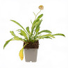 Marguerite Silberprinzesschen 20cm Godet 9cm - Leucanthemum