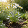 Marguerite Silberprinzesschen 20cm Godet 9cm - Leucanthemum