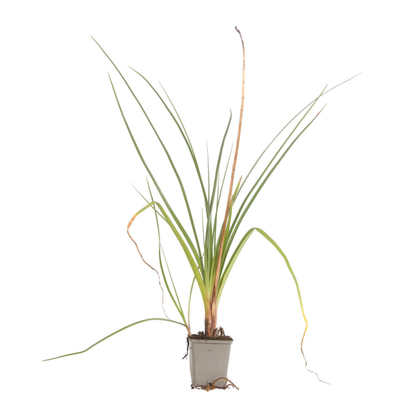 Tritoma Alcazar 20cm Godet 9cm - Kniphofia