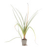Tritoma Alcazar 20cm Godet 9cm - Kniphofia