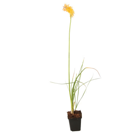 Tritoma Mango Popsicle 20cm Godet 9cm - Kniphofia