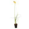 Tritoma Mango Popsicle 20cm Godet 9cm - Kniphofia
