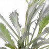 Marguerite Silberprinzesschen 20cm Godet 9cm - Leucanthemum