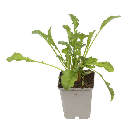 Marguerite vulgare Maikonigin 20cm Godet 9cm - Leucanthemum