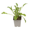 Marguerite vulgare Maikonigin 20cm Godet 9cm - Leucanthemum