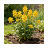 Tritoma Mango Popsicle 20cm Godet 9cm - Kniphofia