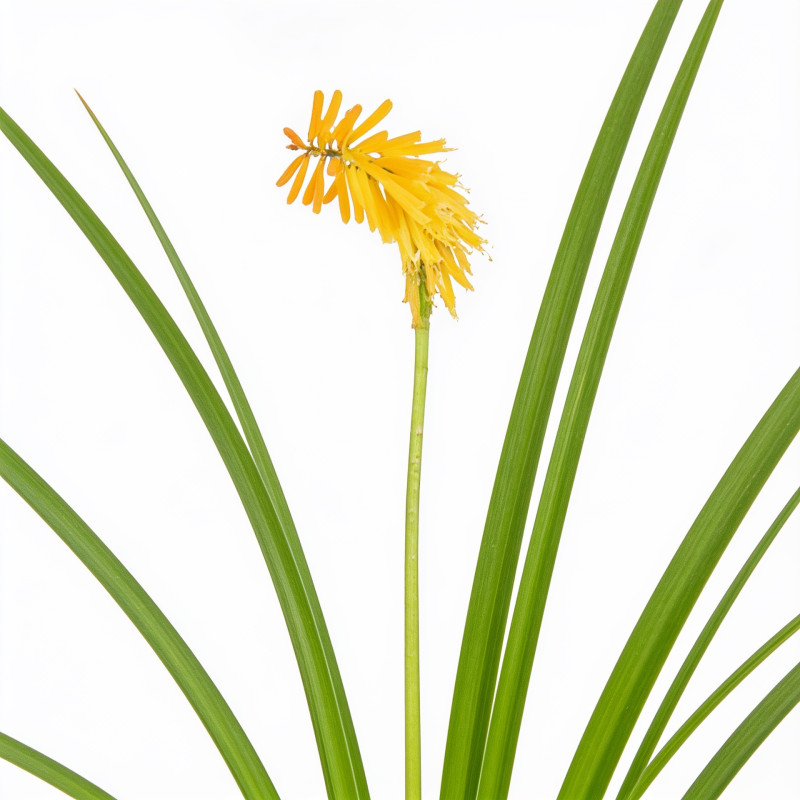 Tritoma Mango Popsicle 20cm Godet 9cm - Kniphofia