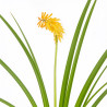 Tritoma Mango Popsicle 20cm Godet 9cm - Kniphofia