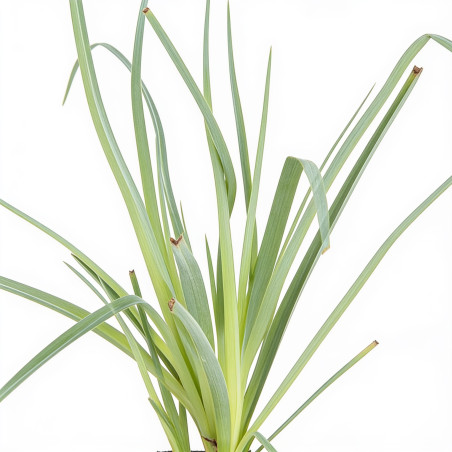 Tritoma Ice Queen 20cm Godet 9cm - Kniphofia