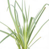 Tritoma Ice Queen 20cm Godet 9cm - Kniphofia