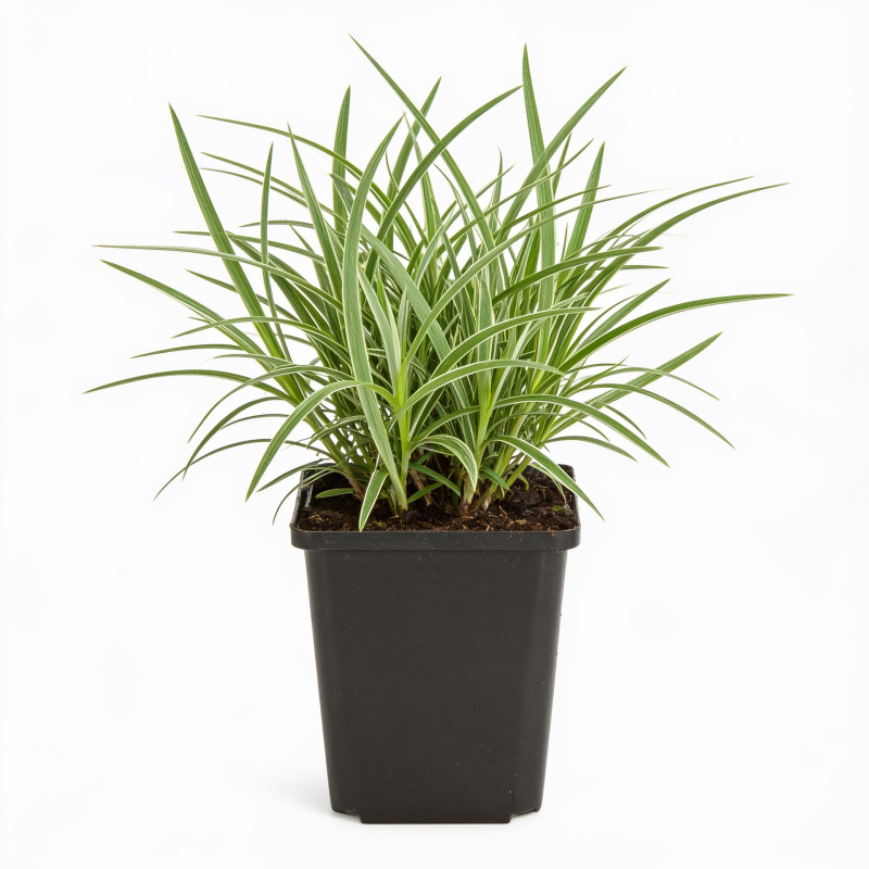 Tritoma Ice Queen 20cm Godet 9cm - Kniphofia