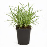 Tritoma Ice Queen 20cm Godet 9cm - Kniphofia