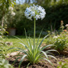 Tritoma Ice Queen 20cm Godet 9cm - Kniphofia