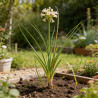Tritoma Alcazar 20cm Godet 9cm - Kniphofia