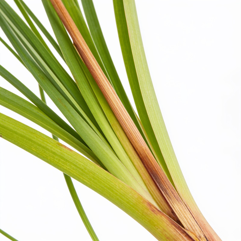 Tritoma Alcazar 20cm Godet 9cm - Kniphofia