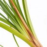 Tritoma Alcazar 20cm Godet 9cm - Kniphofia