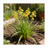 Tritoma citrina 20cm Godet 9cm - Kniphofia