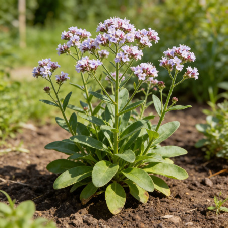 Statice latifolium 20cm Godet 9cm - Limonium