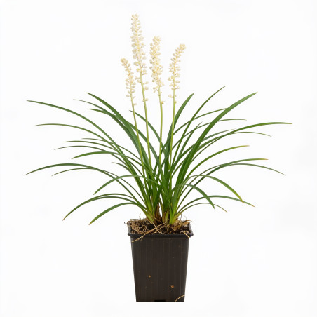 Liriope muscari Monroe White 20cm Godet 9cm - Liriope