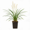 Liriope muscari Monroe White 20cm Godet 9cm - Liriope