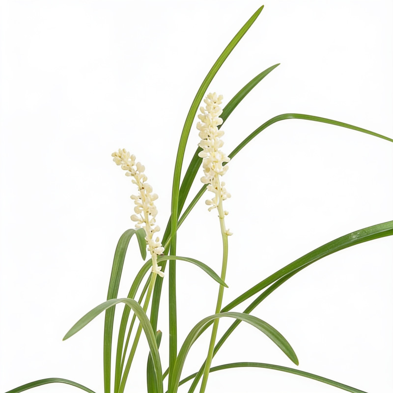 Liriope muscari Monroe White 20cm Godet 9cm - Liriope