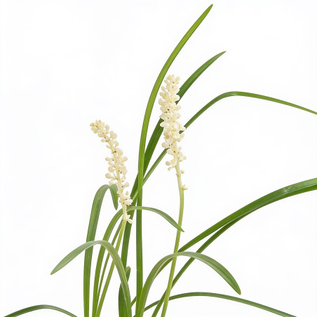 Liriope muscari Monroe White 20cm Godet 9cm - Liriope