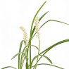 Liriope muscari Monroe White 20cm Godet 9cm - Liriope