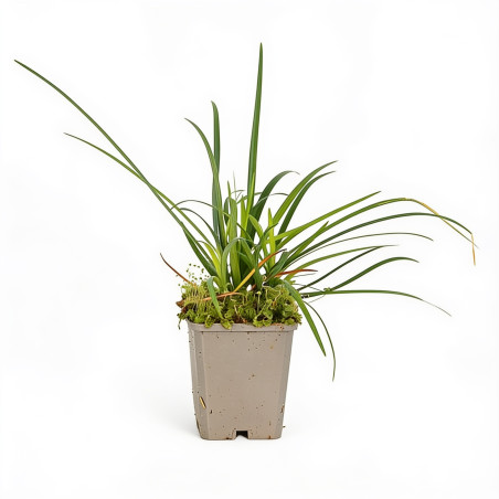 Liriope spicata 20cm Godet 9cm - Liriope