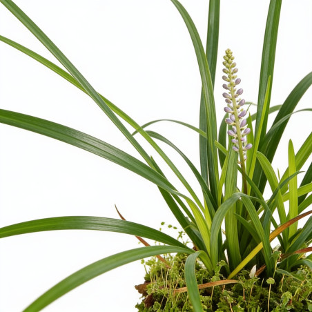 Liriope spicata 20cm Godet 9cm - Liriope
