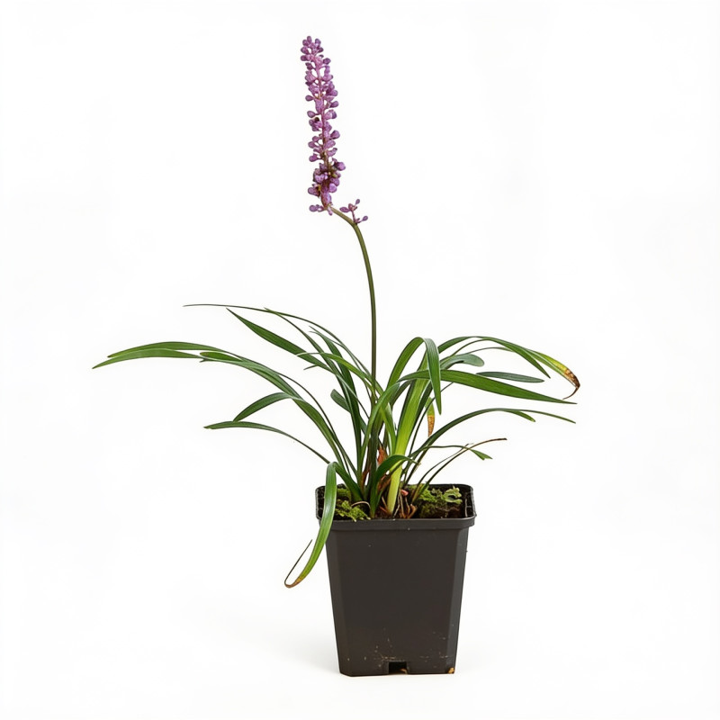 Liriope muscari Moneymaker 20cm Godet 9cm - Liriope