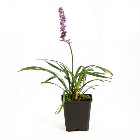 Liriope muscari Moneymaker 20cm Godet 9cm - Liriope