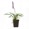Liriope muscari Moneymaker 20cm Godet 9cm - Liriope