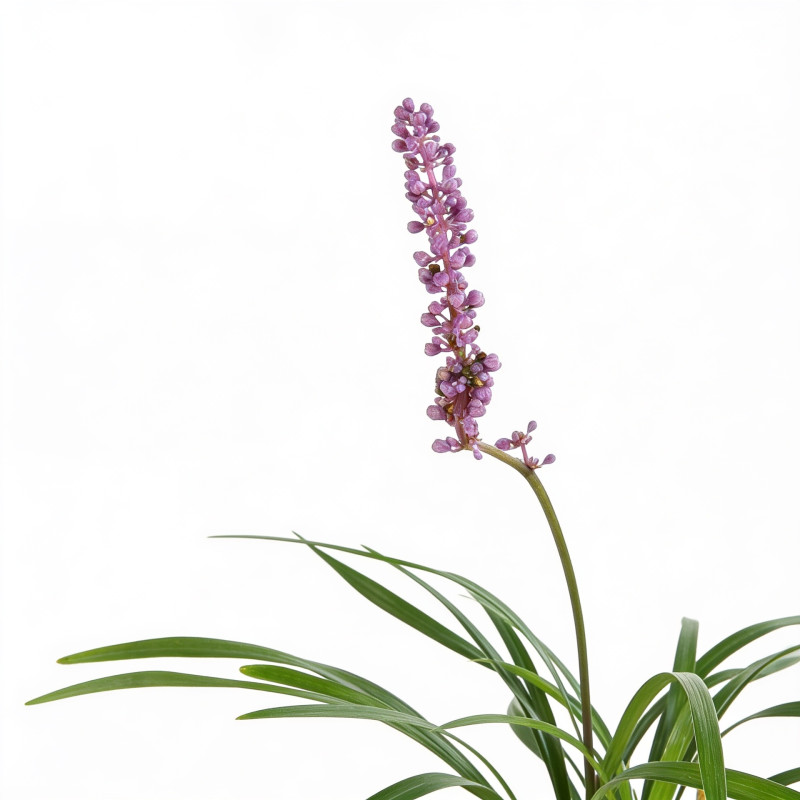 Liriope muscari Moneymaker 20cm Godet 9cm - Liriope