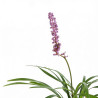Liriope muscari Moneymaker 20cm Godet 9cm - Liriope