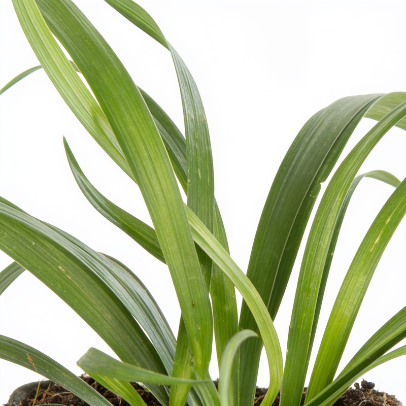 Liriope muscari Big Blue 20cm Godet 9cm - Liriope