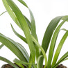 Liriope muscari Big Blue 20cm Godet 9cm - Liriope