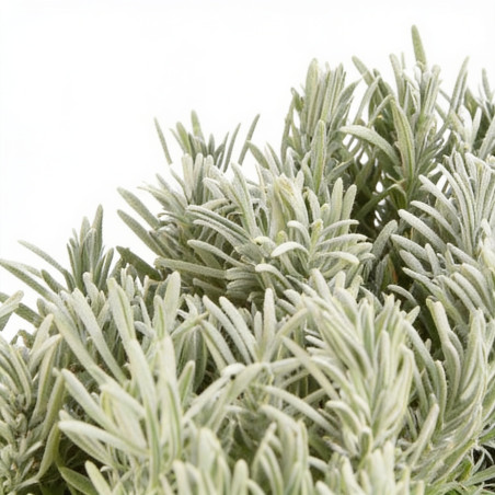 Lavande xintermedia Edelweiss 20cm Godet 9cm - Lavandula