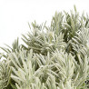 Lavande xintermedia Edelweiss 20cm Godet 9cm - Lavandula