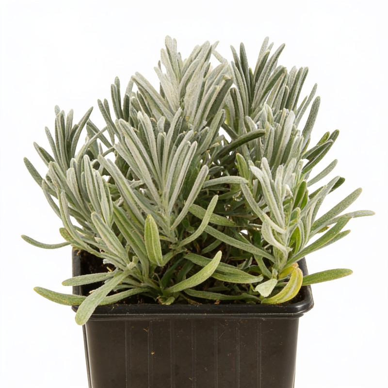 Lavande xintermedia Edelweiss 20cm Godet 9cm - Lavandula